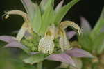 Spotted beebalm